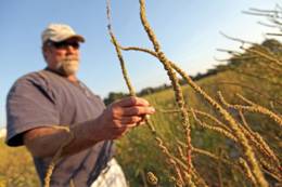 说明: http://www.nature.com/polopoly_fs/7.10320.1367339466!/image/Pigweed-HIGH-RES.jpg_gen/derivatives/landscape_630/Pigweed-HIGH-RES.jpg