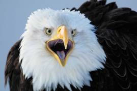 http://www.nature.com/polopoly_fs/7.14286.1386858560!/image/BALD-EAGLE.jpg_gen/derivatives/landscape_630/BALD-EAGLE.jpg