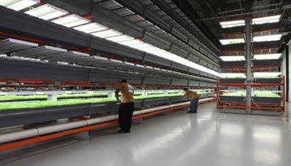 Trays of leafy greens at Chicago-based Farmed Here. CREDIT: Farmed Here