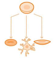 http://www.the-scientist.com/March2015/cell_3.jpg