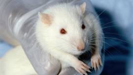 More than a million people have signed a petition asking the European Commission to phase out animal research.