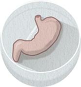 http://www.nature.com/polopoly_fs/7.28333.1438010919!/image/Mini-stomach.jpg_gen/derivatives/fullsize/Mini-stomach.jpg